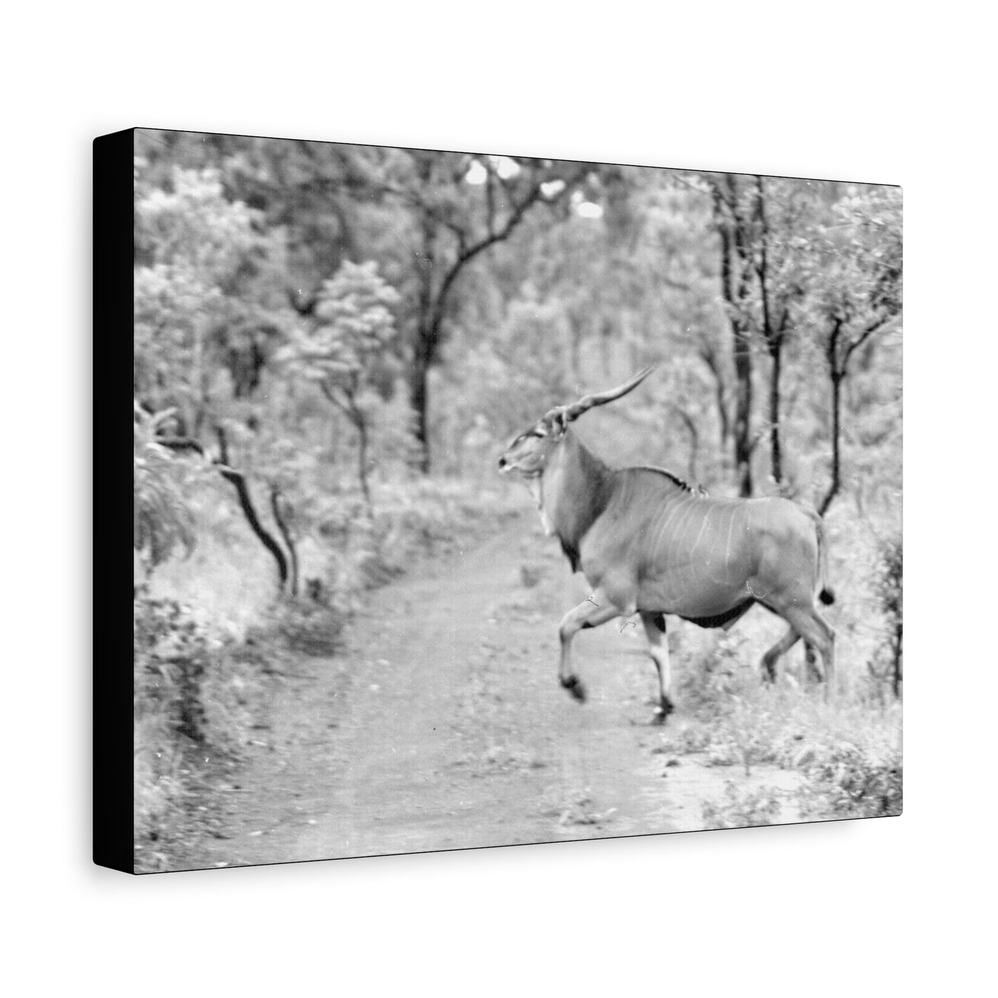 Elk Matte Canvas, Stretched, 1.25"