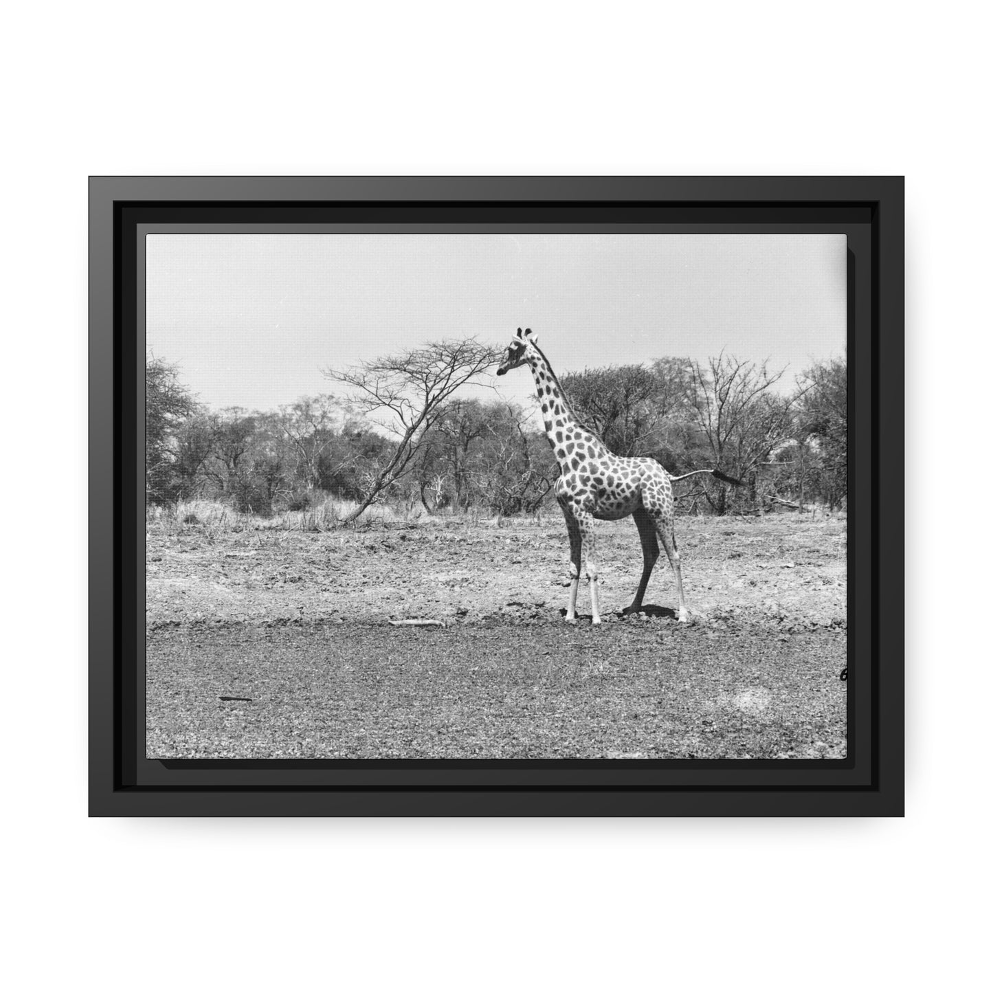 Girafe Waza Matte Canvas, Black Frame