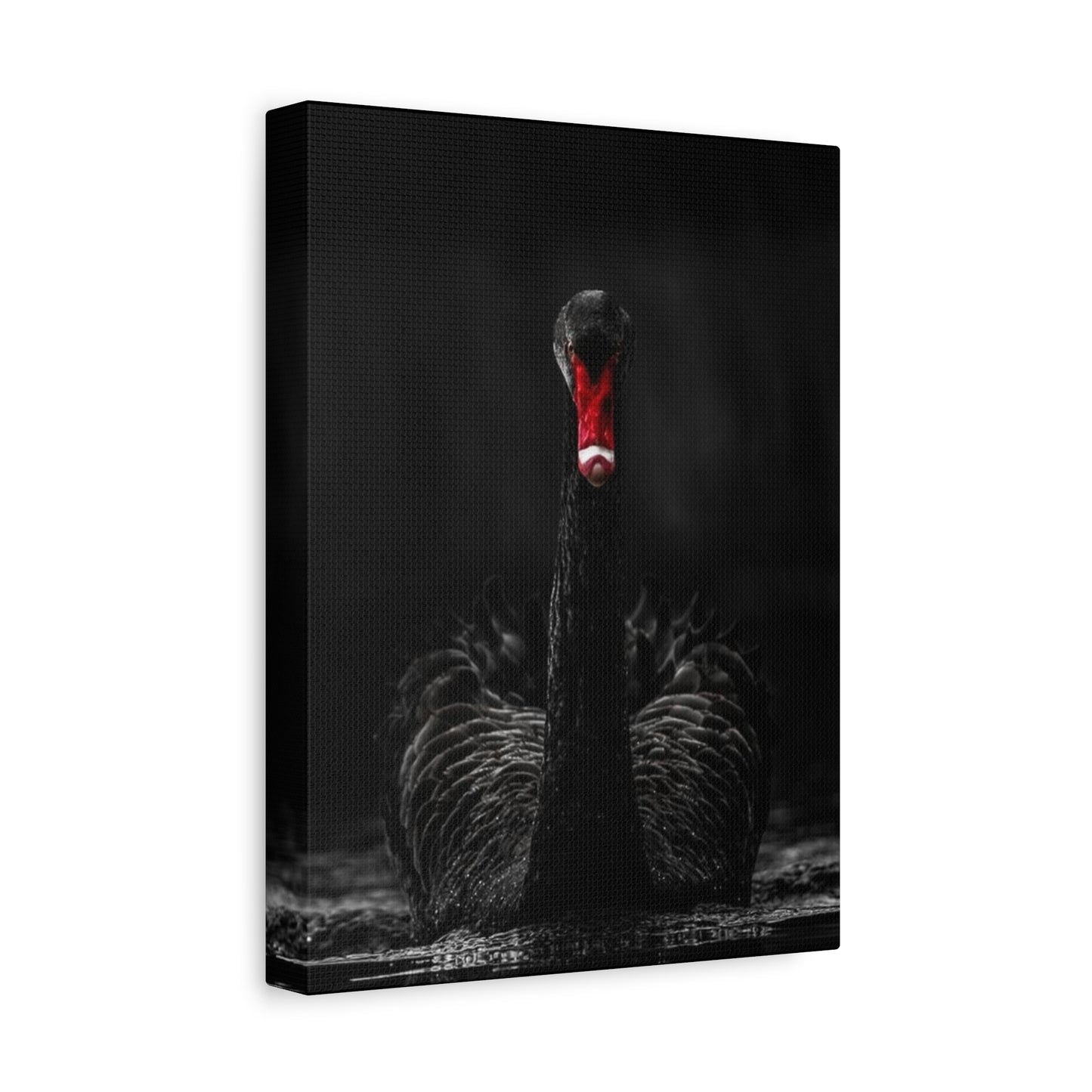 Black Swan Matte Canvas, Stretched, 1.25"