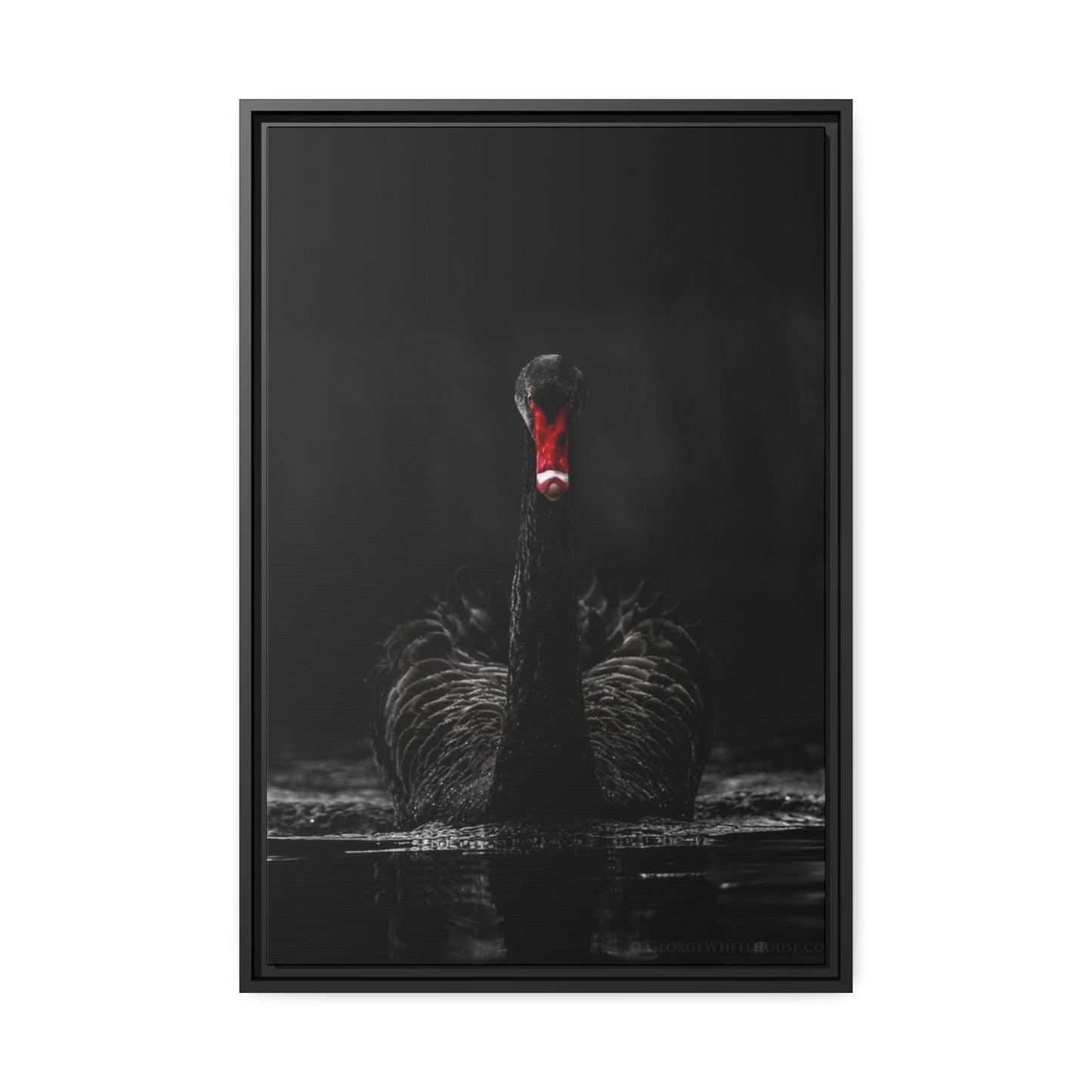 Black Swan Matte Canvas, Black Frame