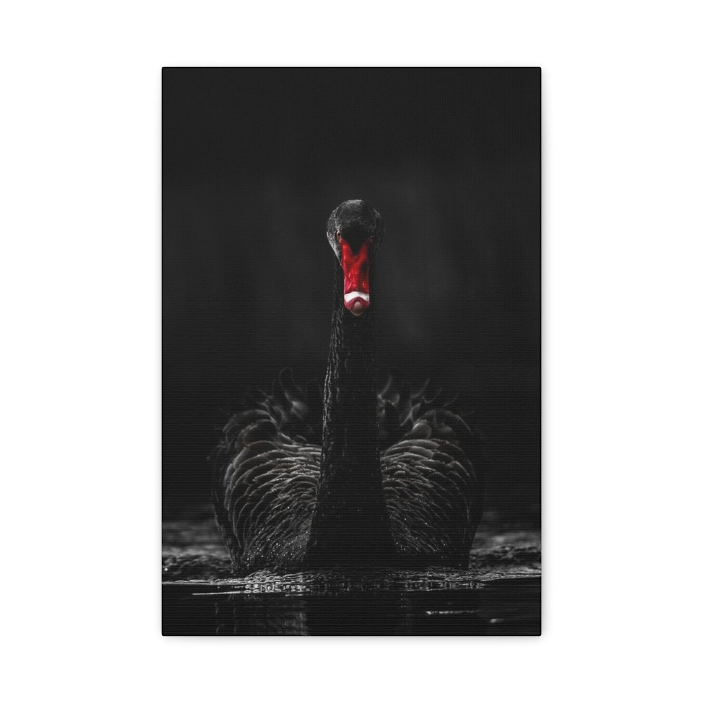 Black Swan Matte Canvas, Stretched, 1.25"