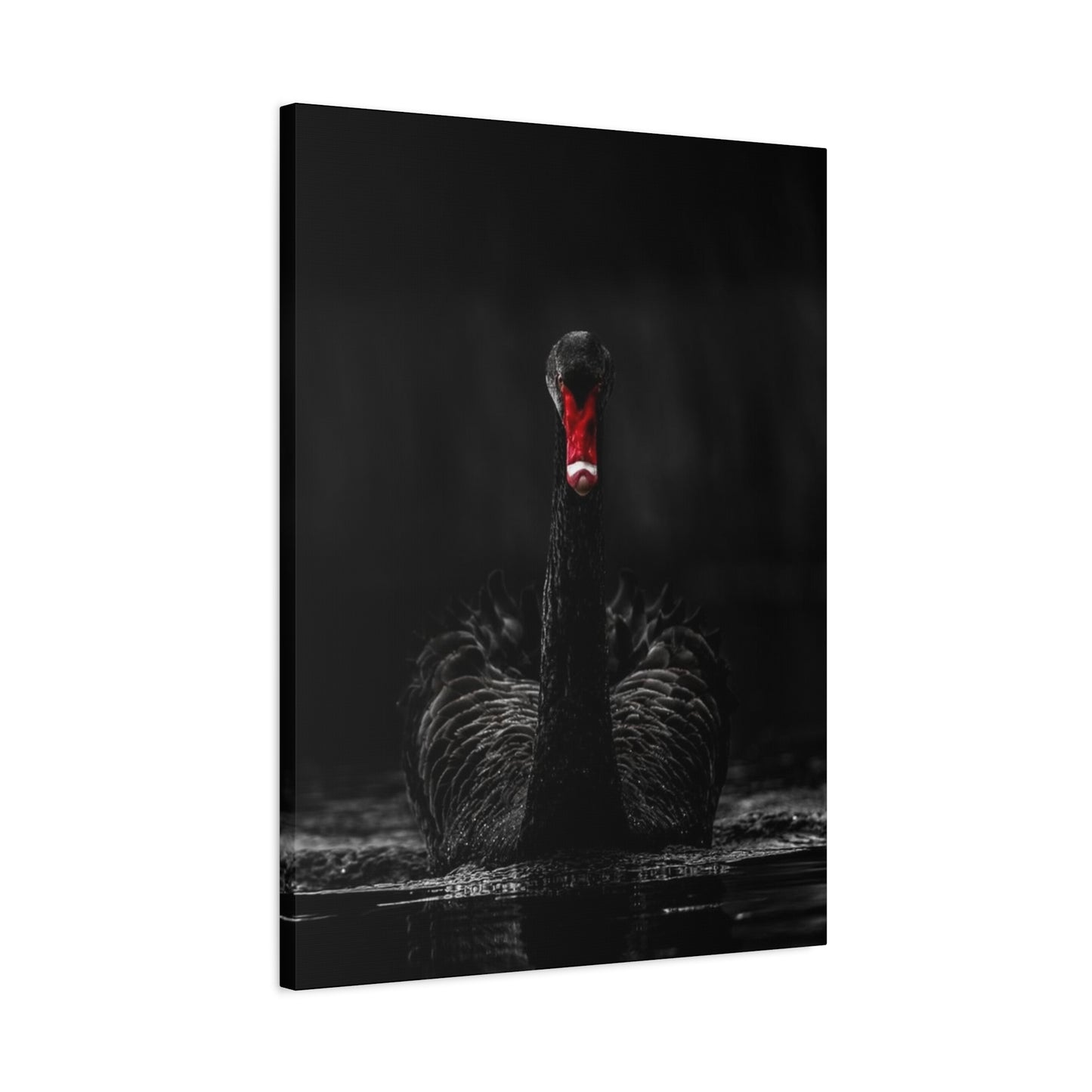 Black Swan Matte Canvas, Stretched, 1.25"