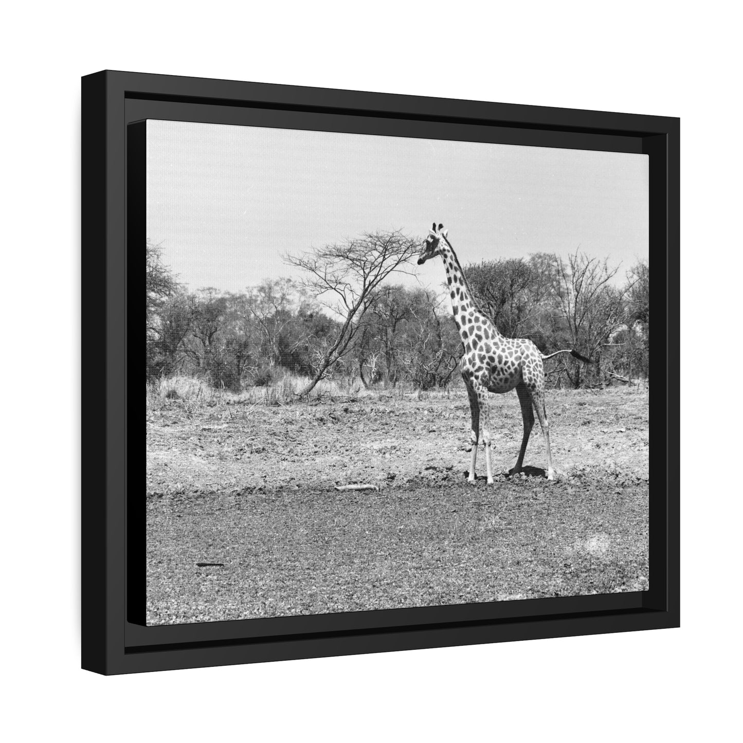 Girafe Waza Matte Canvas, Black Frame