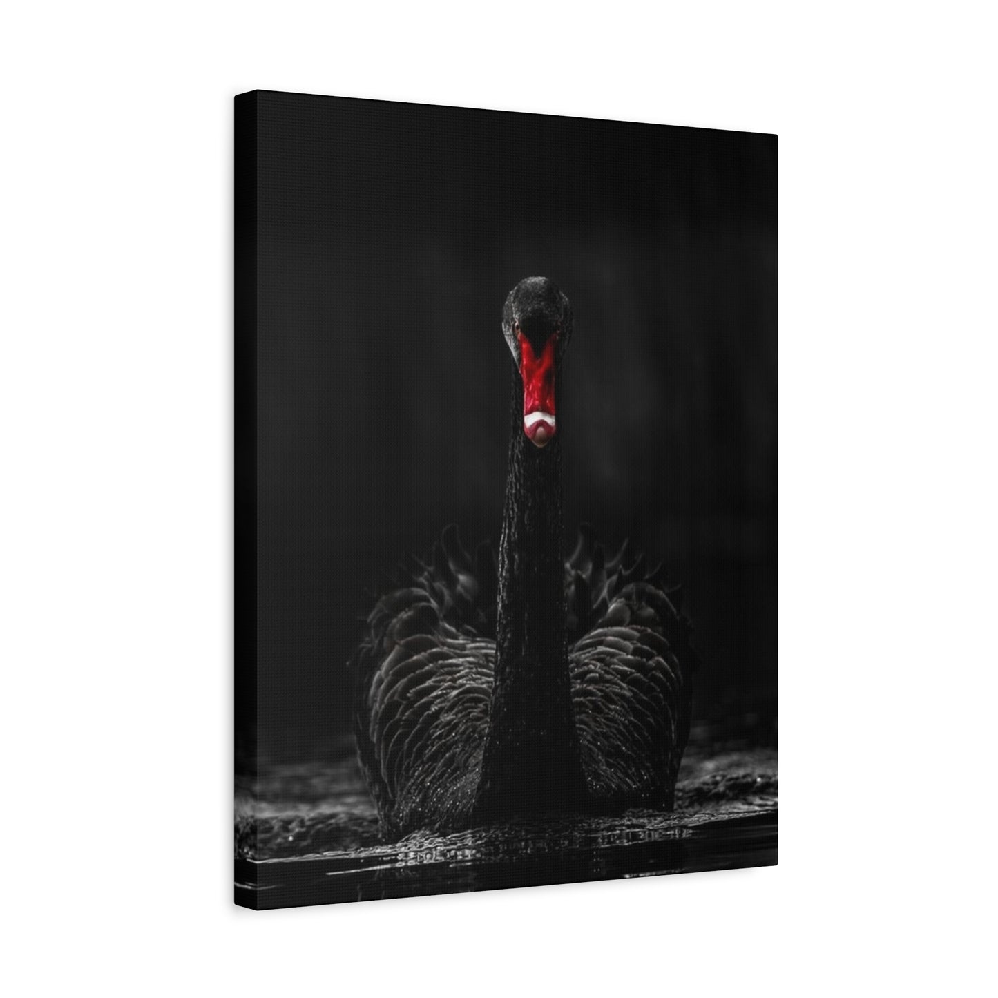 Black Swan Matte Canvas, Stretched, 1.25"