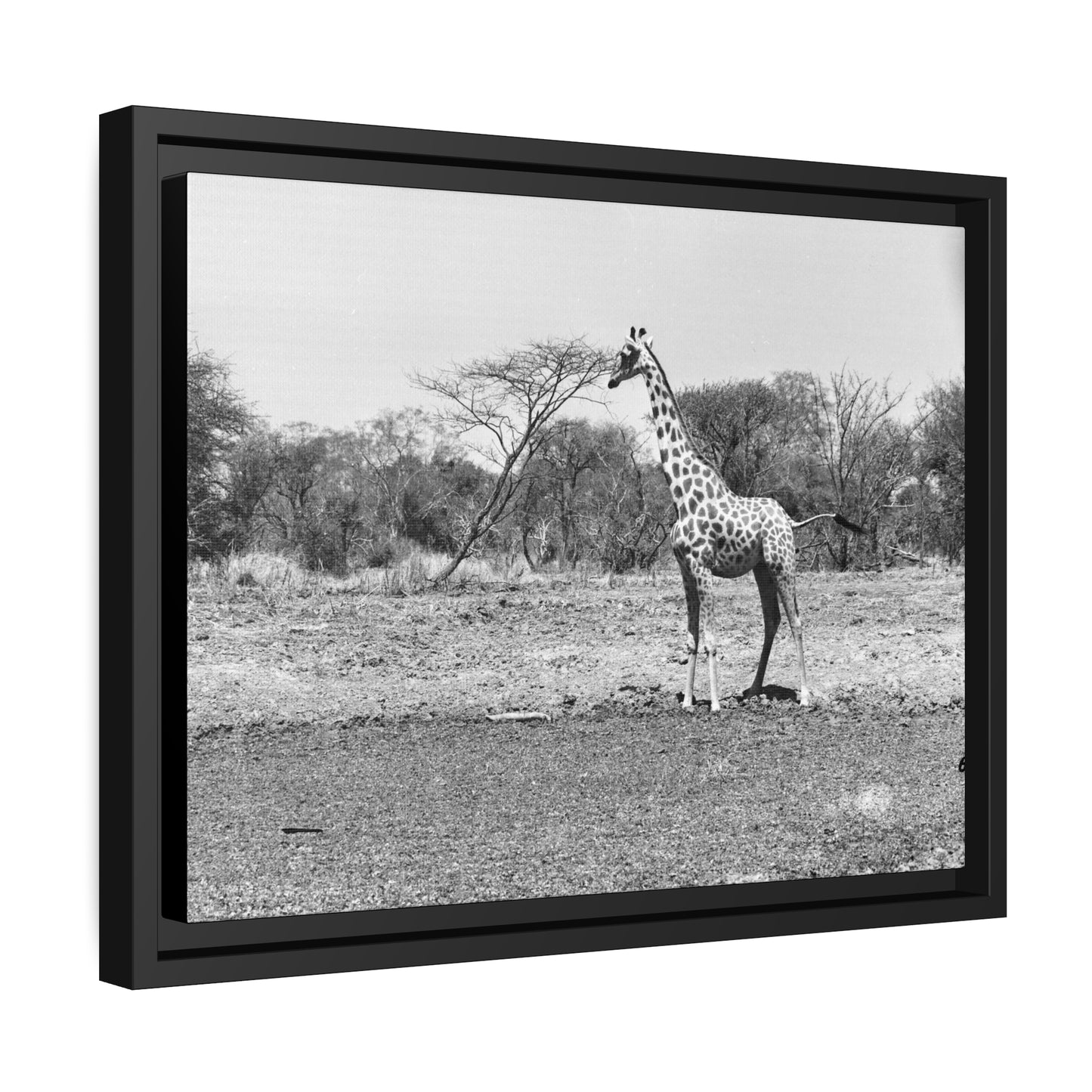 Girafe Waza Matte Canvas, Black Frame