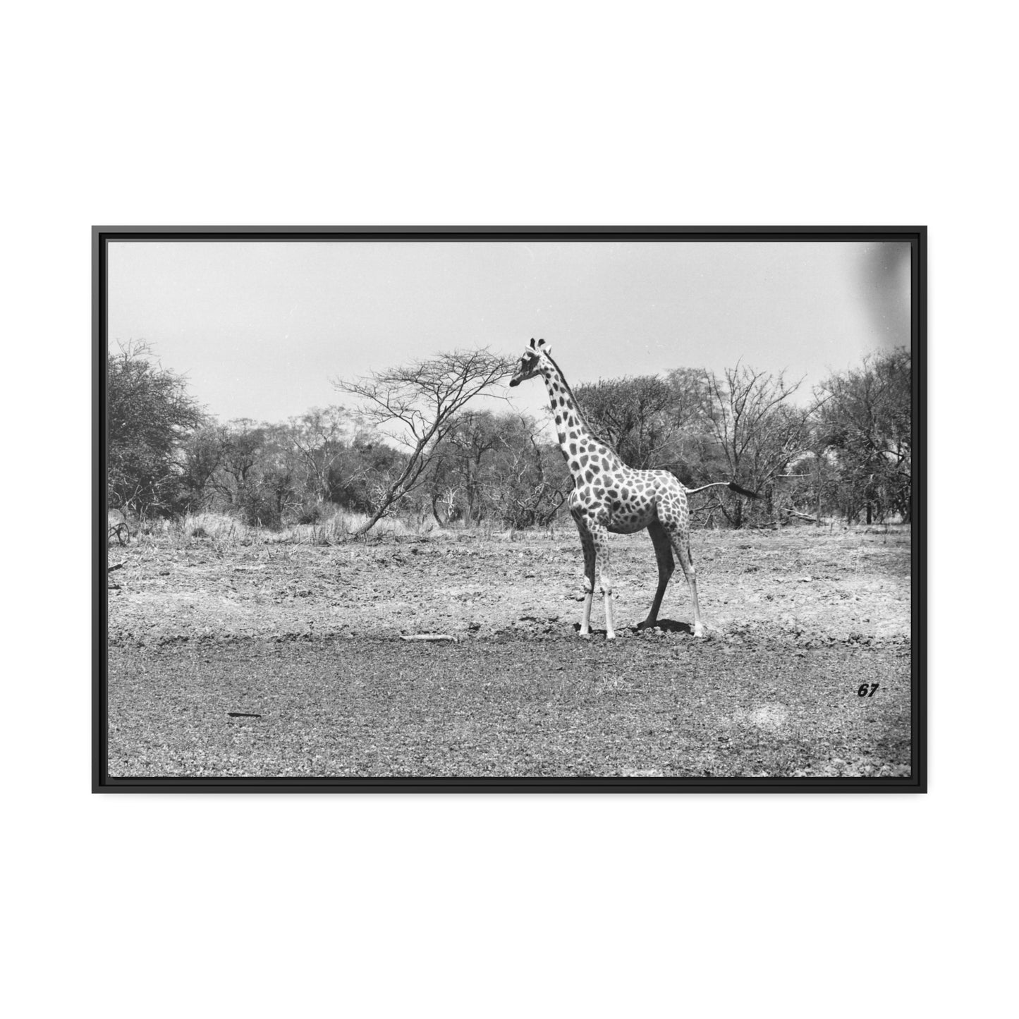 Girafe Waza Matte Canvas, Black Frame