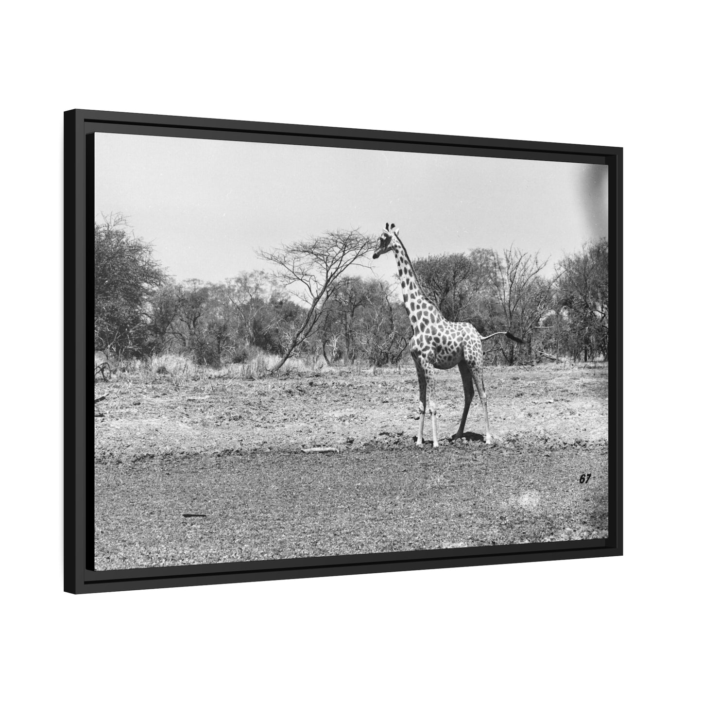 Girafe Waza Matte Canvas, Black Frame