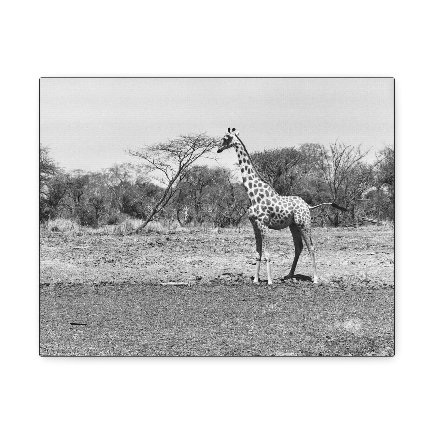 Girafe Matte Canvas, Stretched, 1.25"