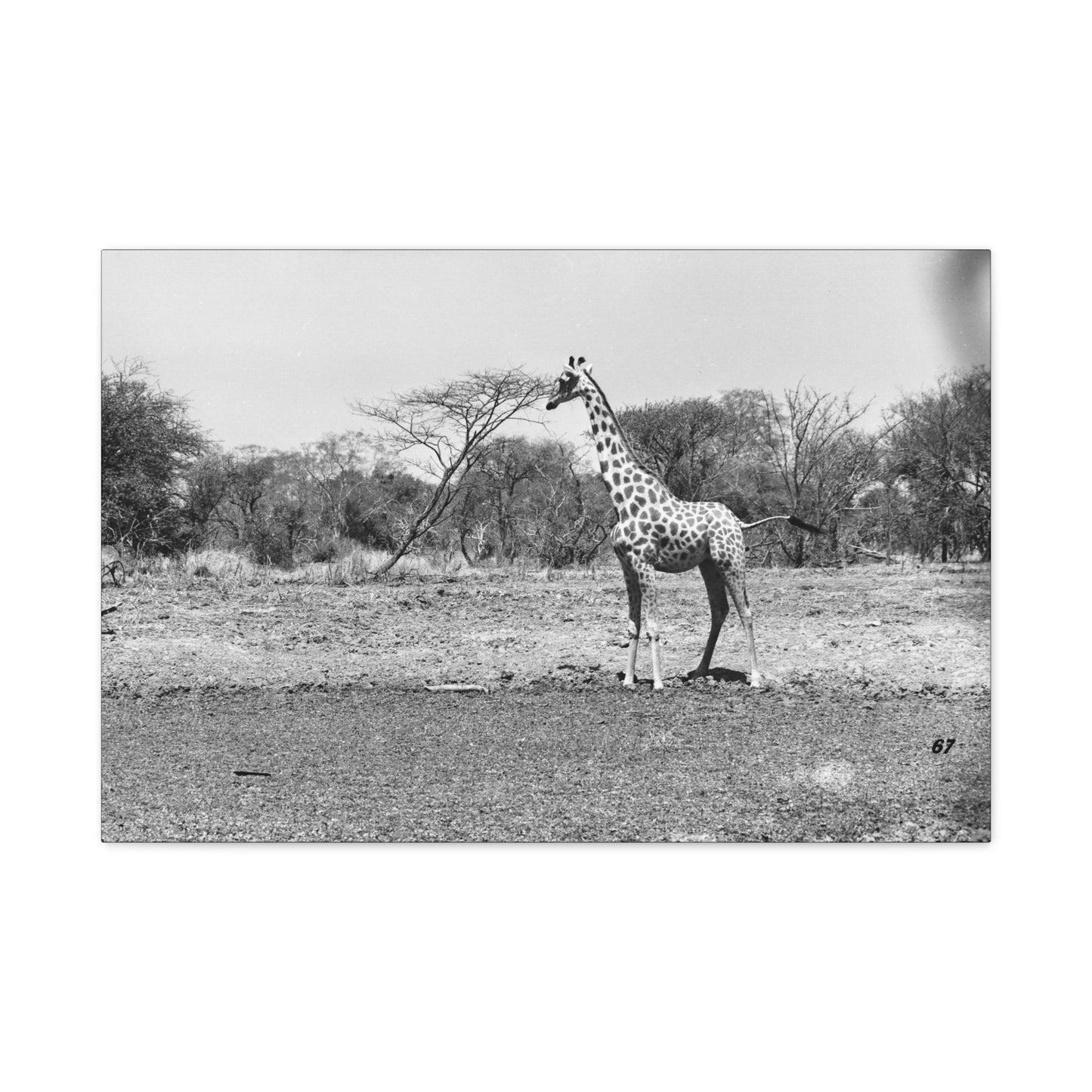 Girafe Matte Canvas, Stretched, 1.25"