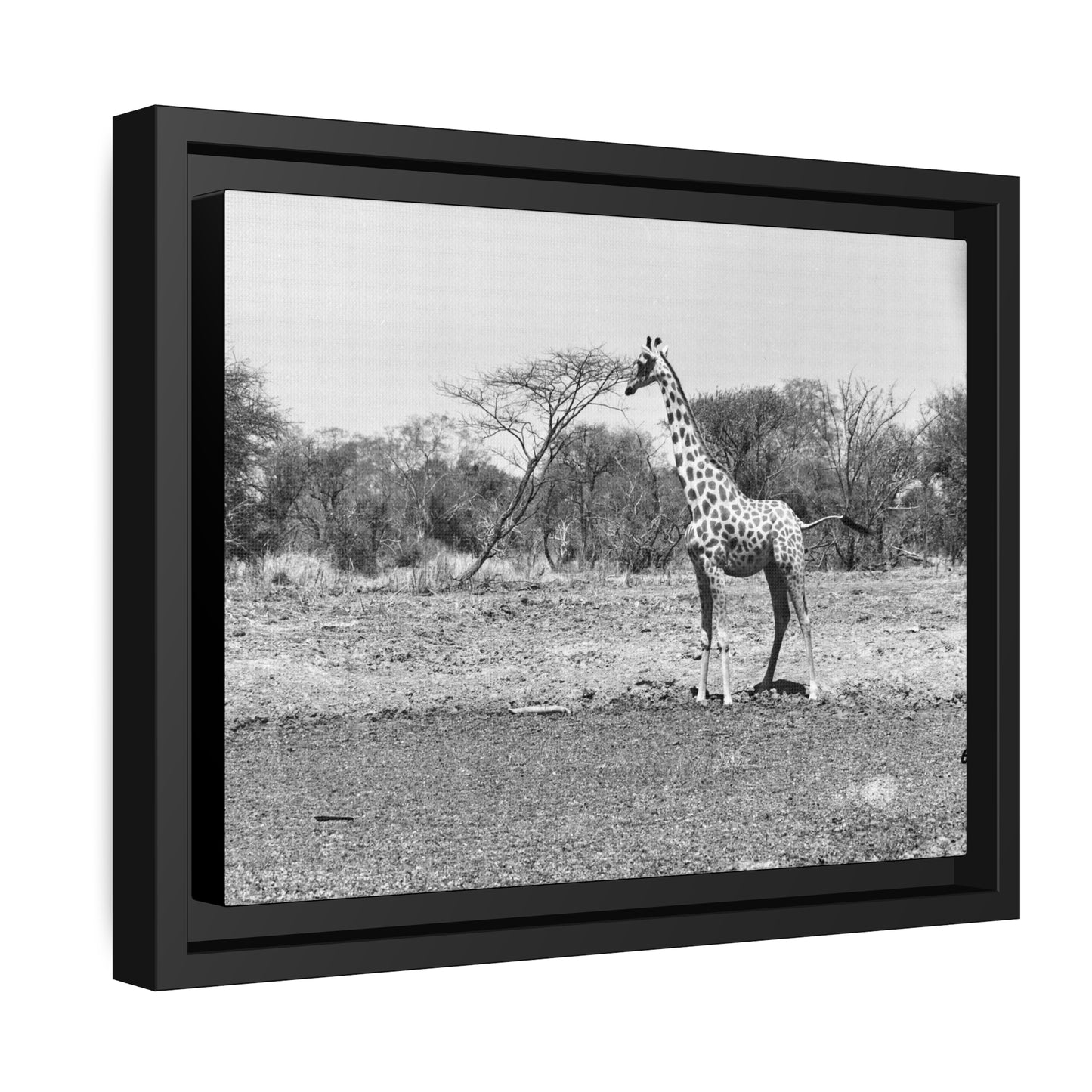 Girafe Waza Matte Canvas, Black Frame