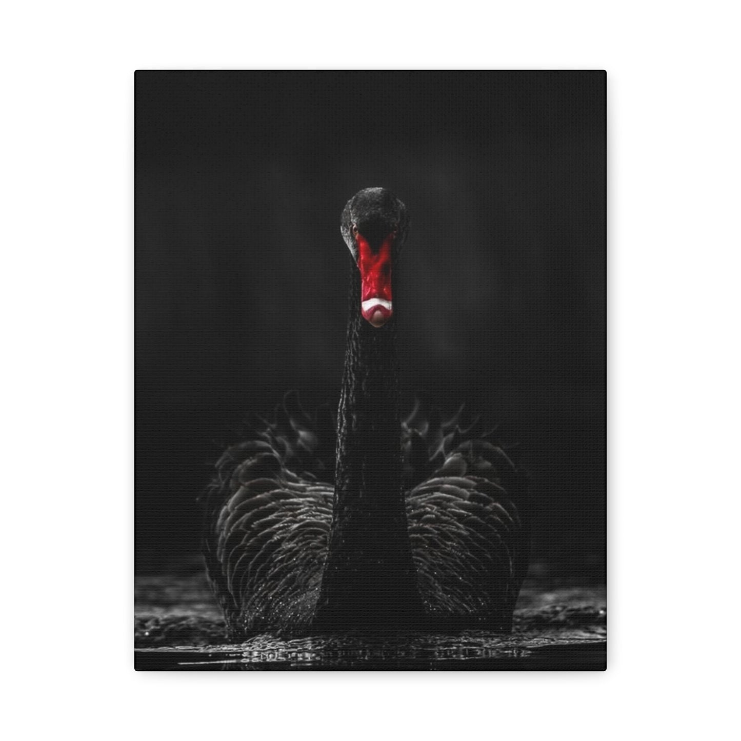 Black Swan Matte Canvas, Stretched, 1.25"