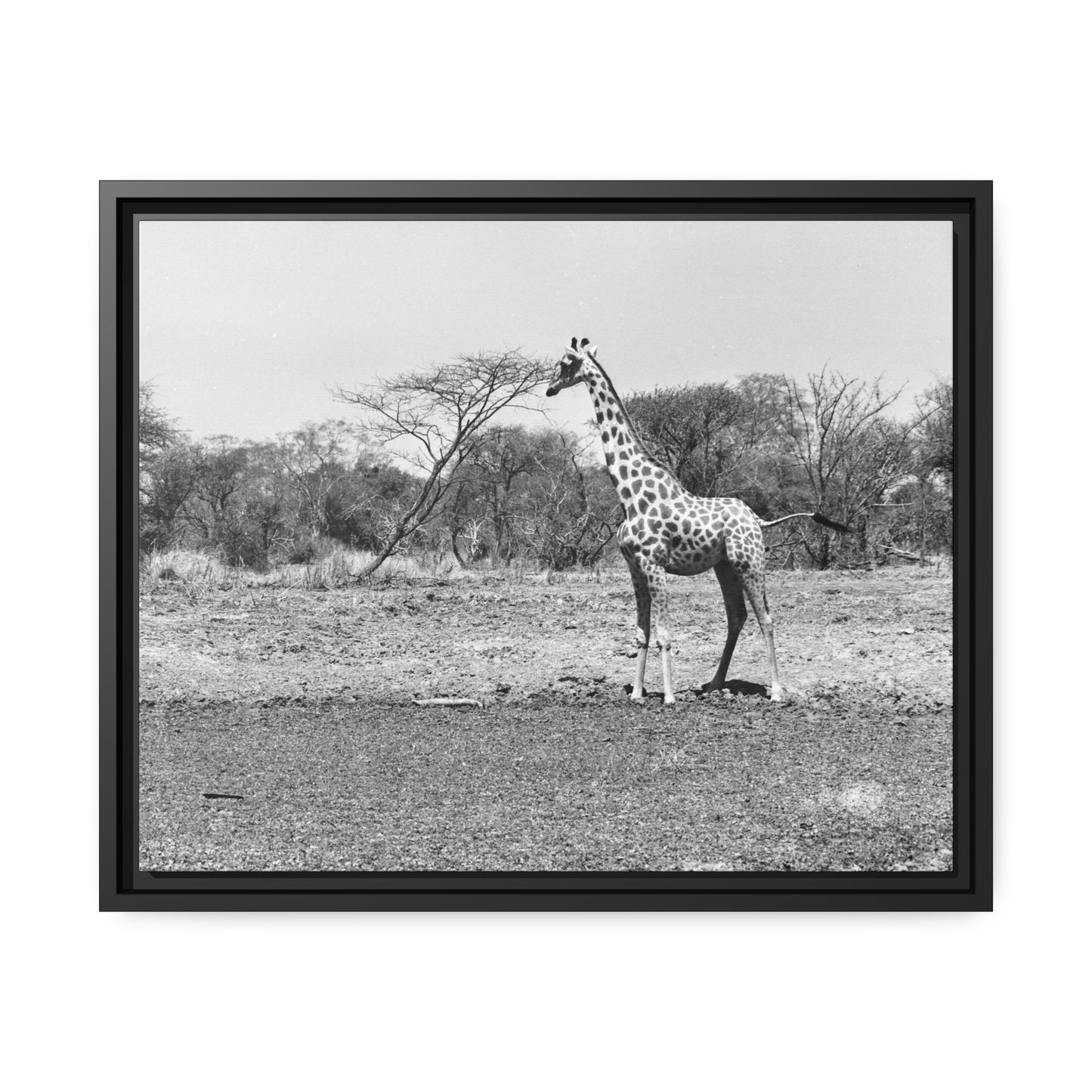 Girafe Waza Matte Canvas, Black Frame