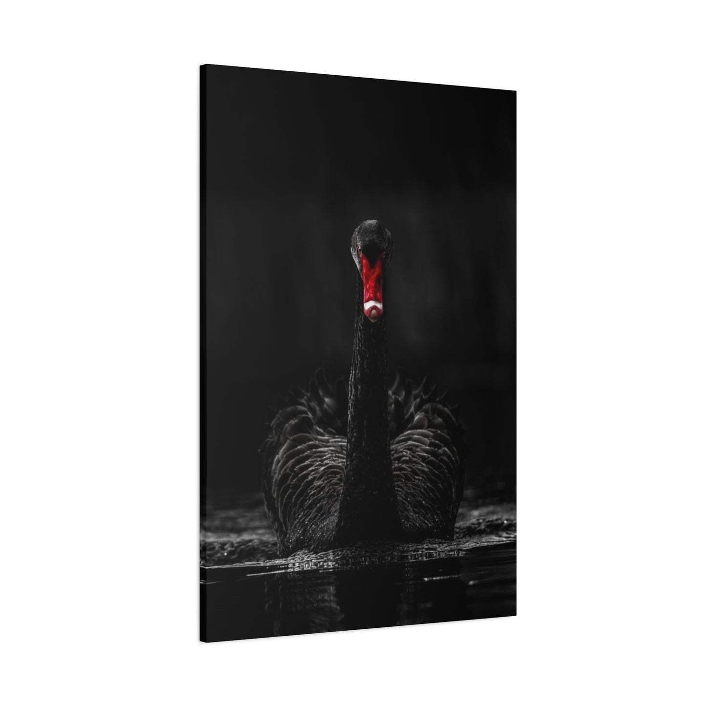 Black Swan Matte Canvas, Stretched, 1.25"