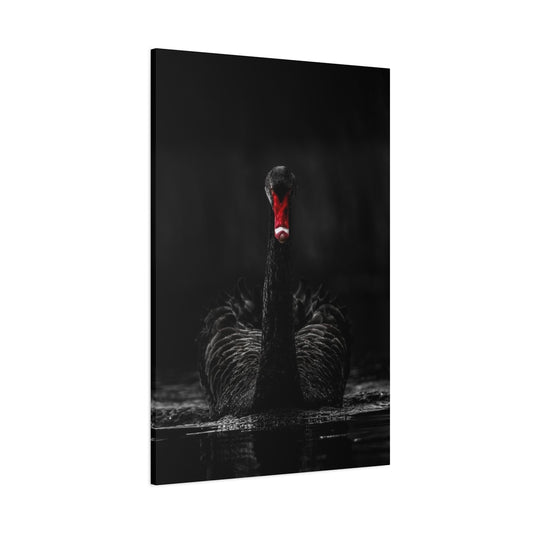 Black Swan Matte Canvas, Stretched, 1.25"