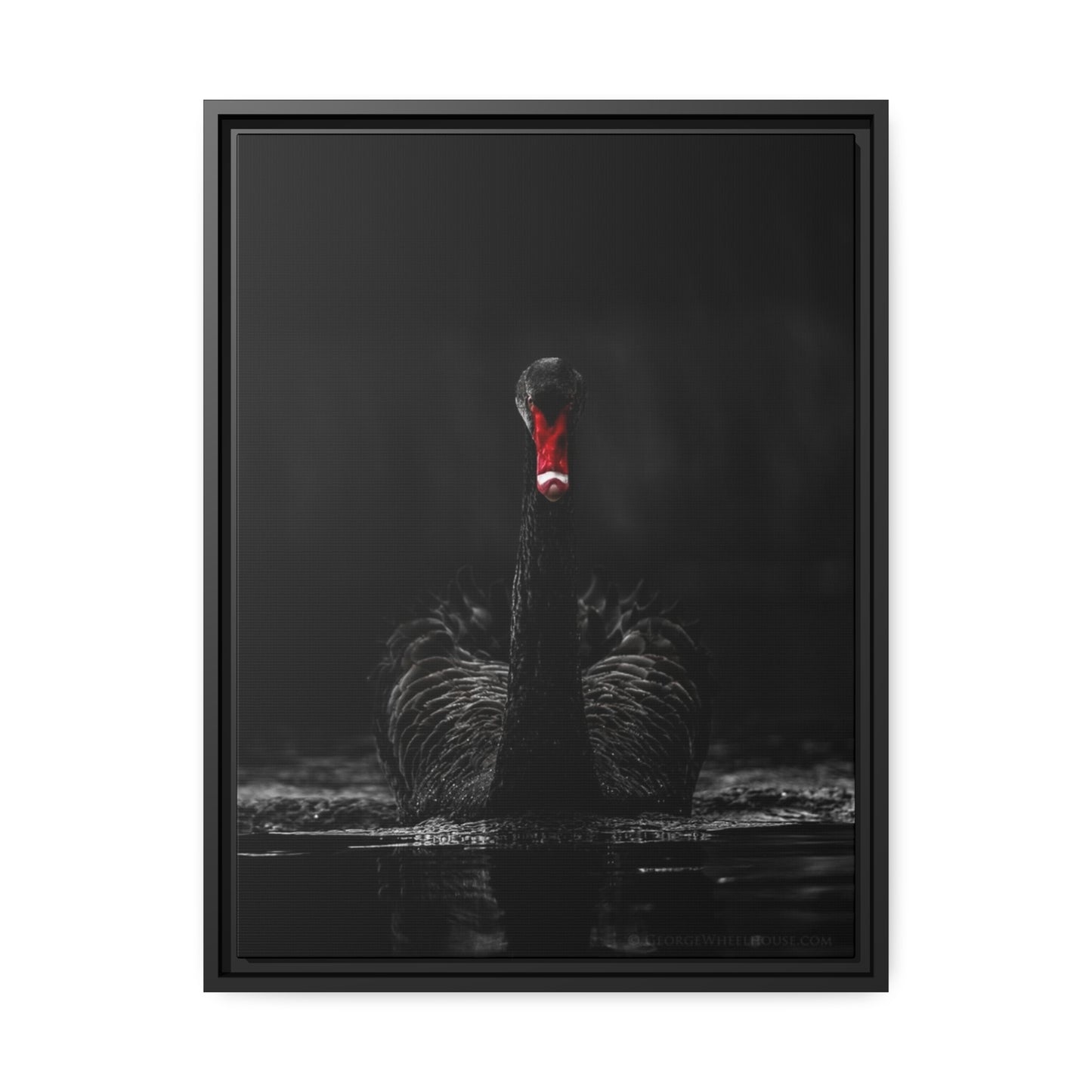 Black Swan Matte Canvas, Black Frame