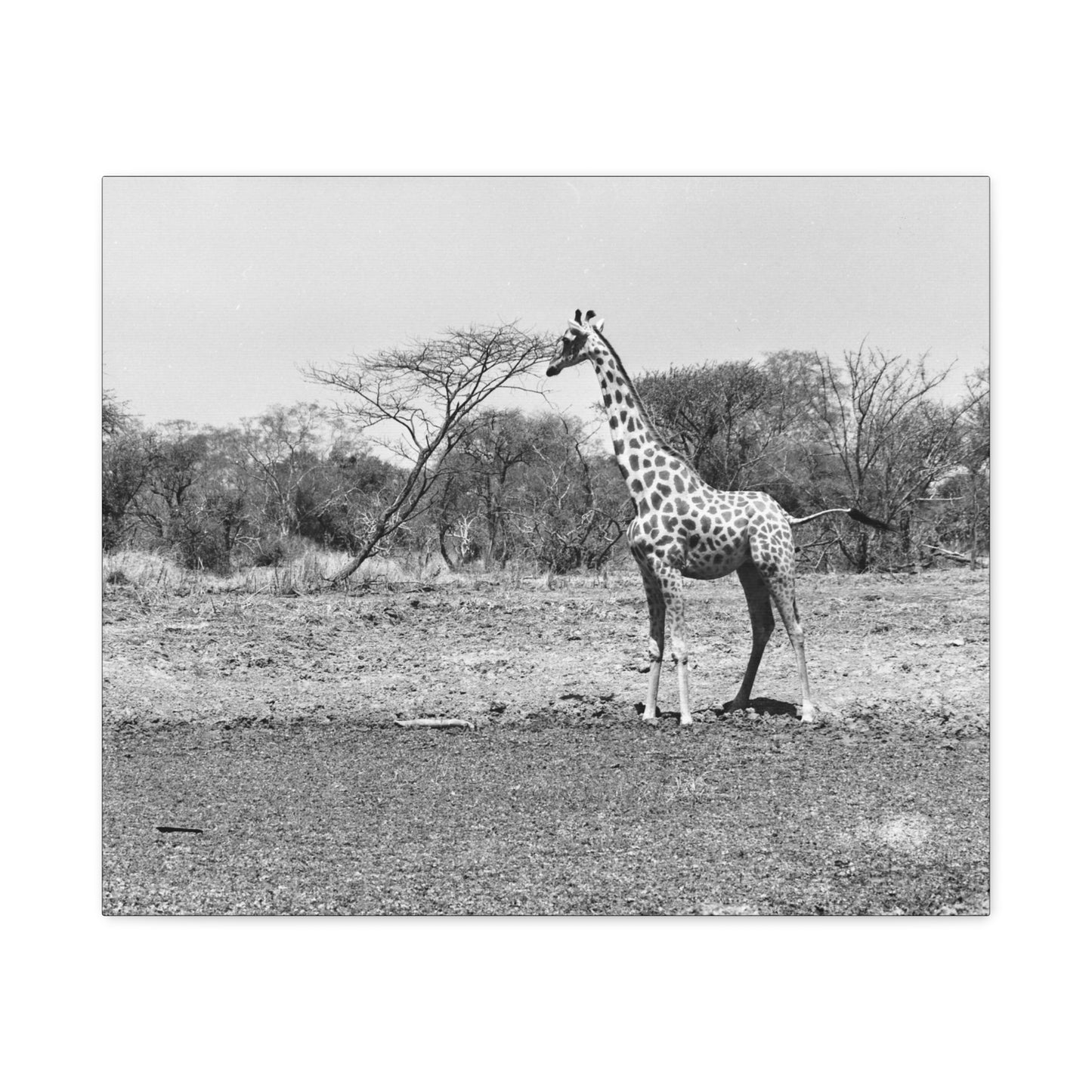 Girafe Matte Canvas, Stretched, 1.25"