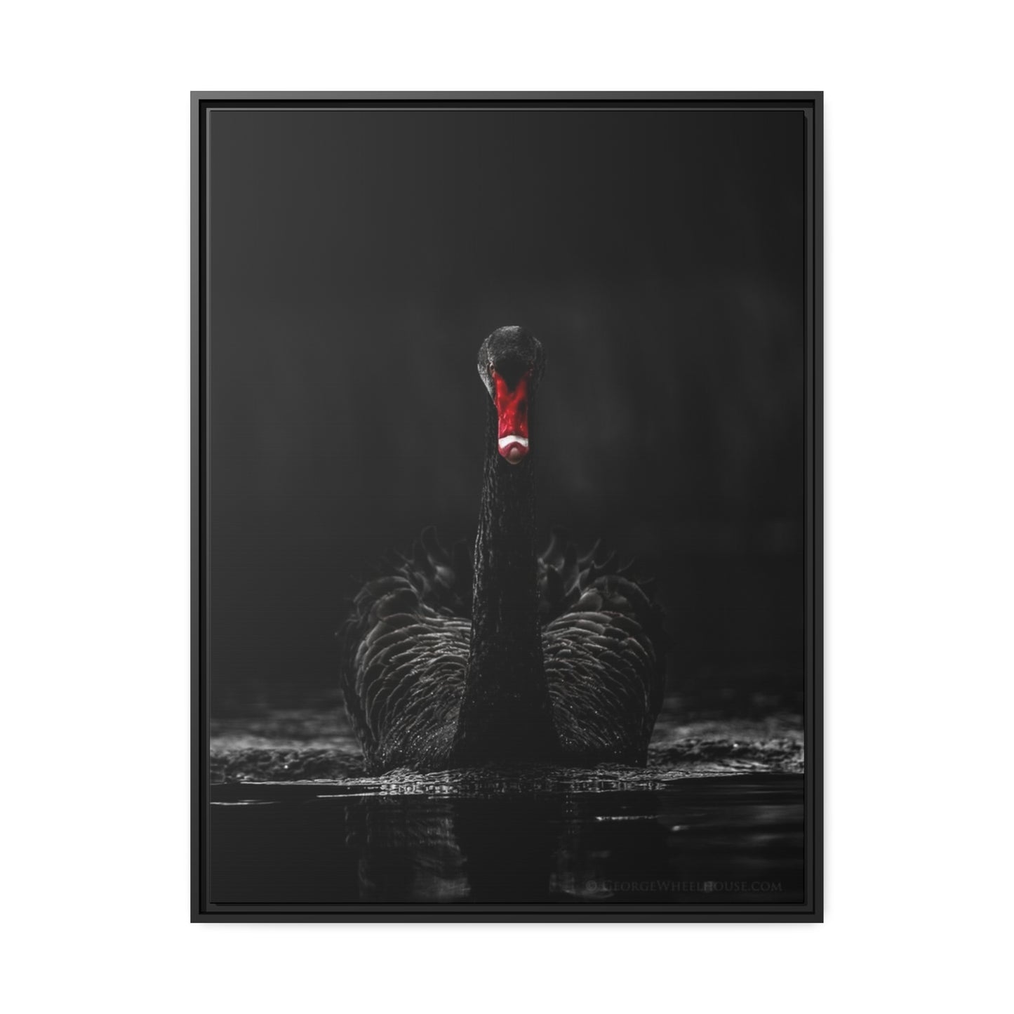 Black Swan Matte Canvas, Black Frame