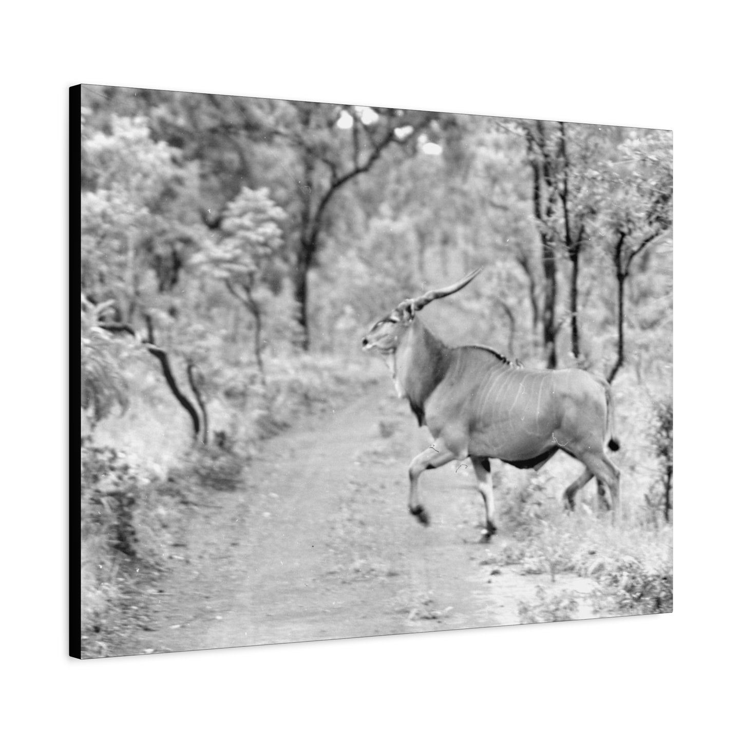 Elk Matte Canvas, Stretched, 1.25"