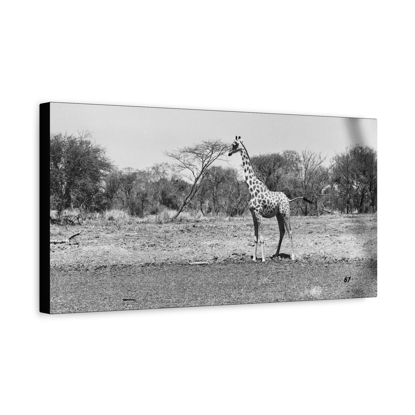 Girafe Matte Canvas, Stretched, 1.25"