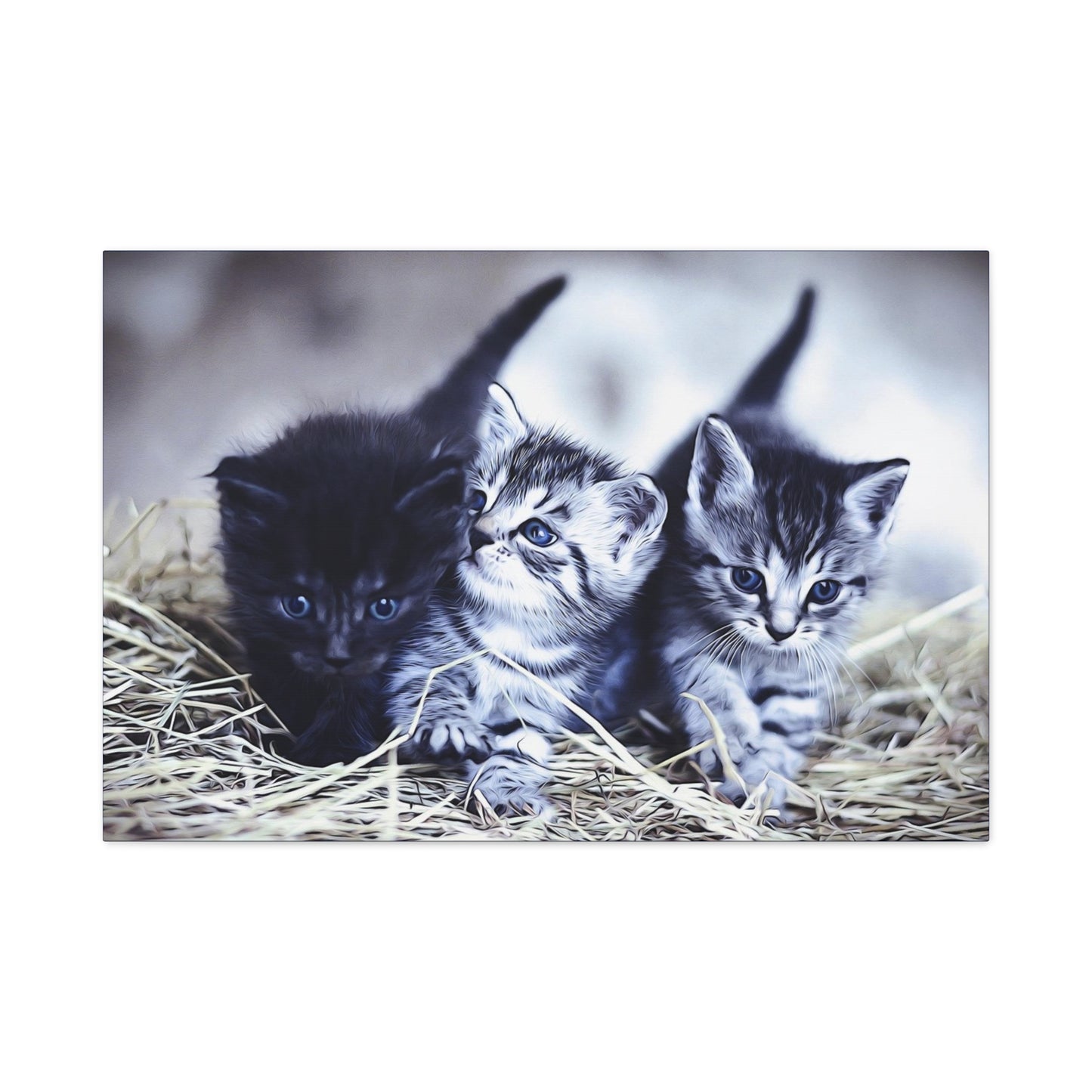 Kitten Matte Canvas, Stretched, 1.25"