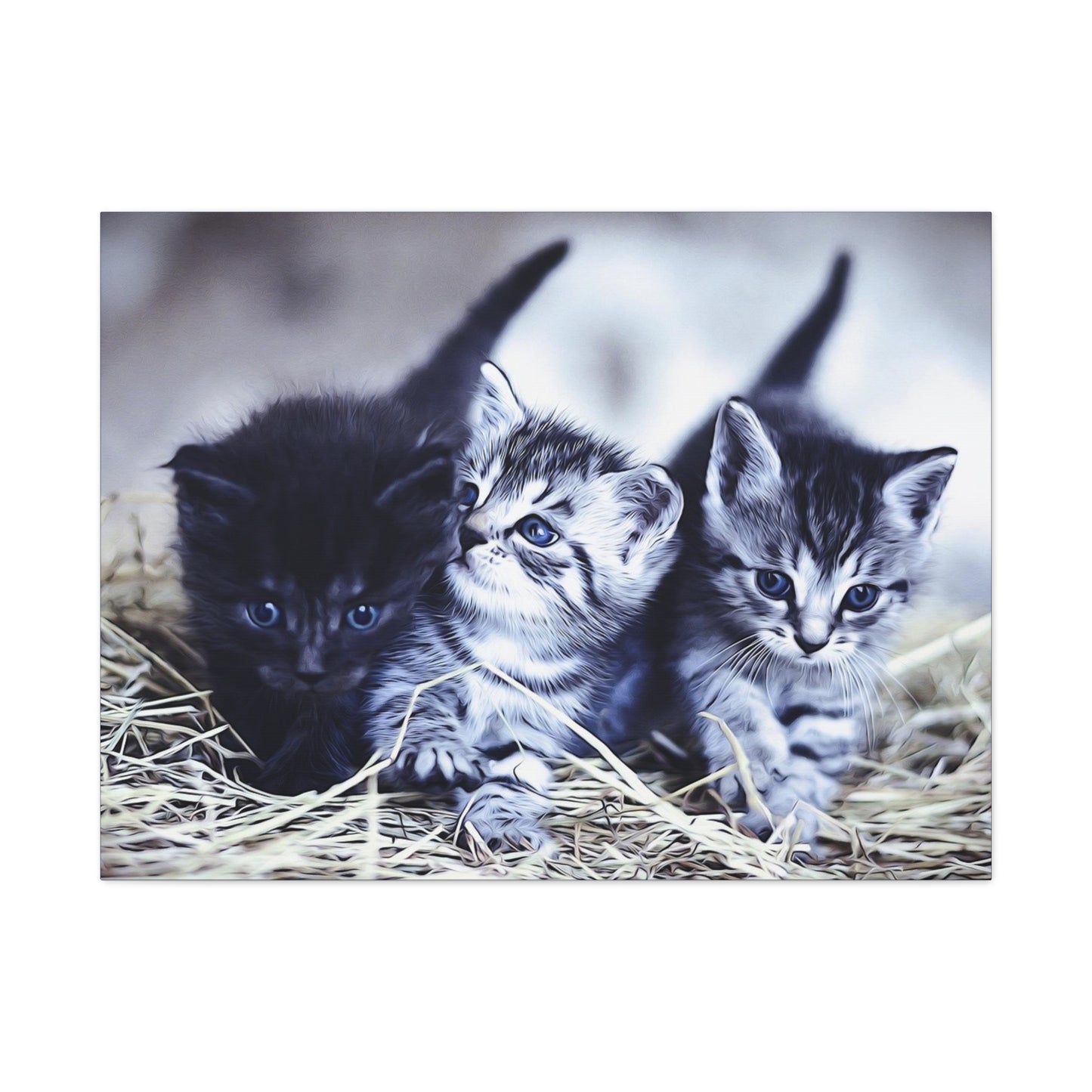 Kitten Matte Canvas, Stretched, 1.25"