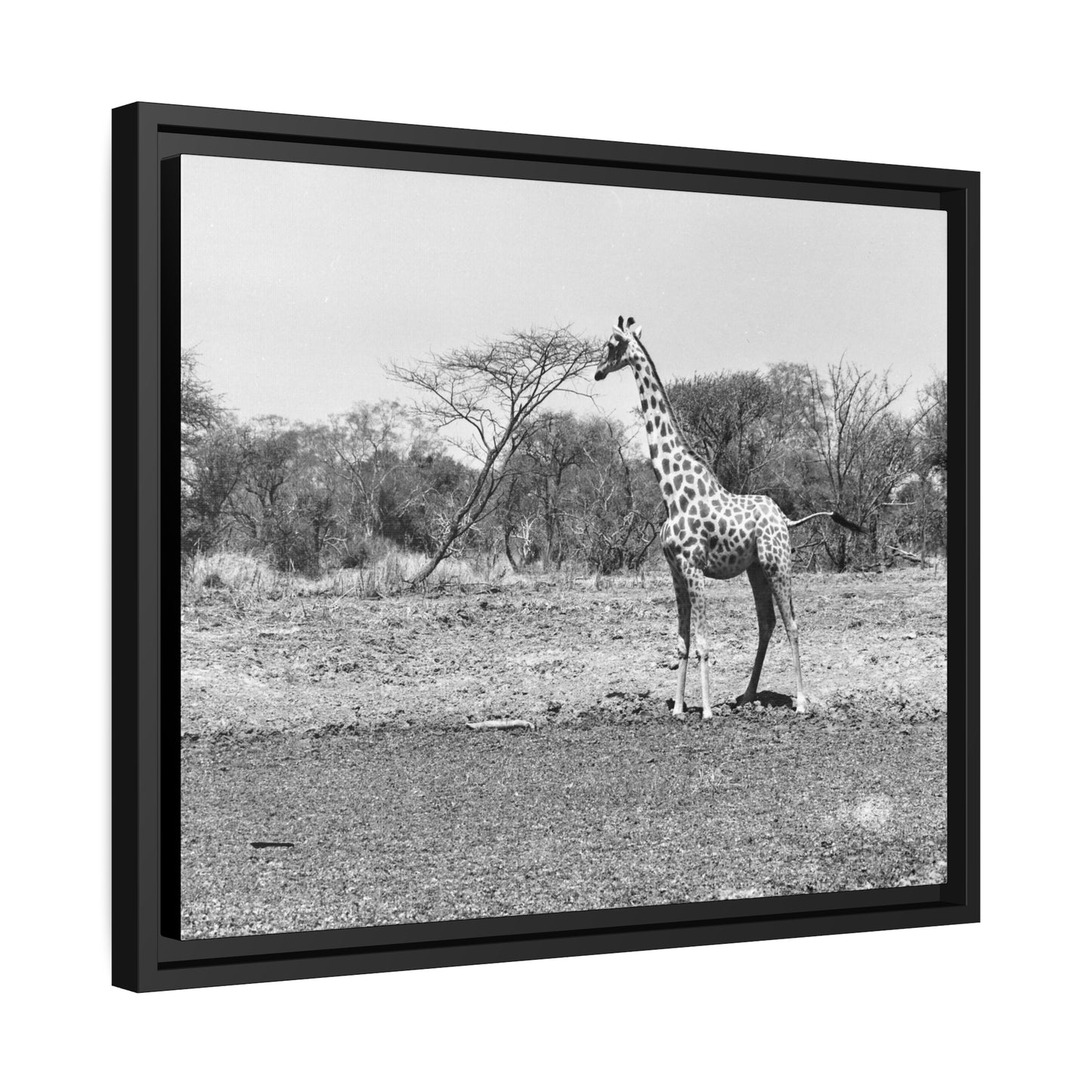 Girafe Waza Matte Canvas, Black Frame
