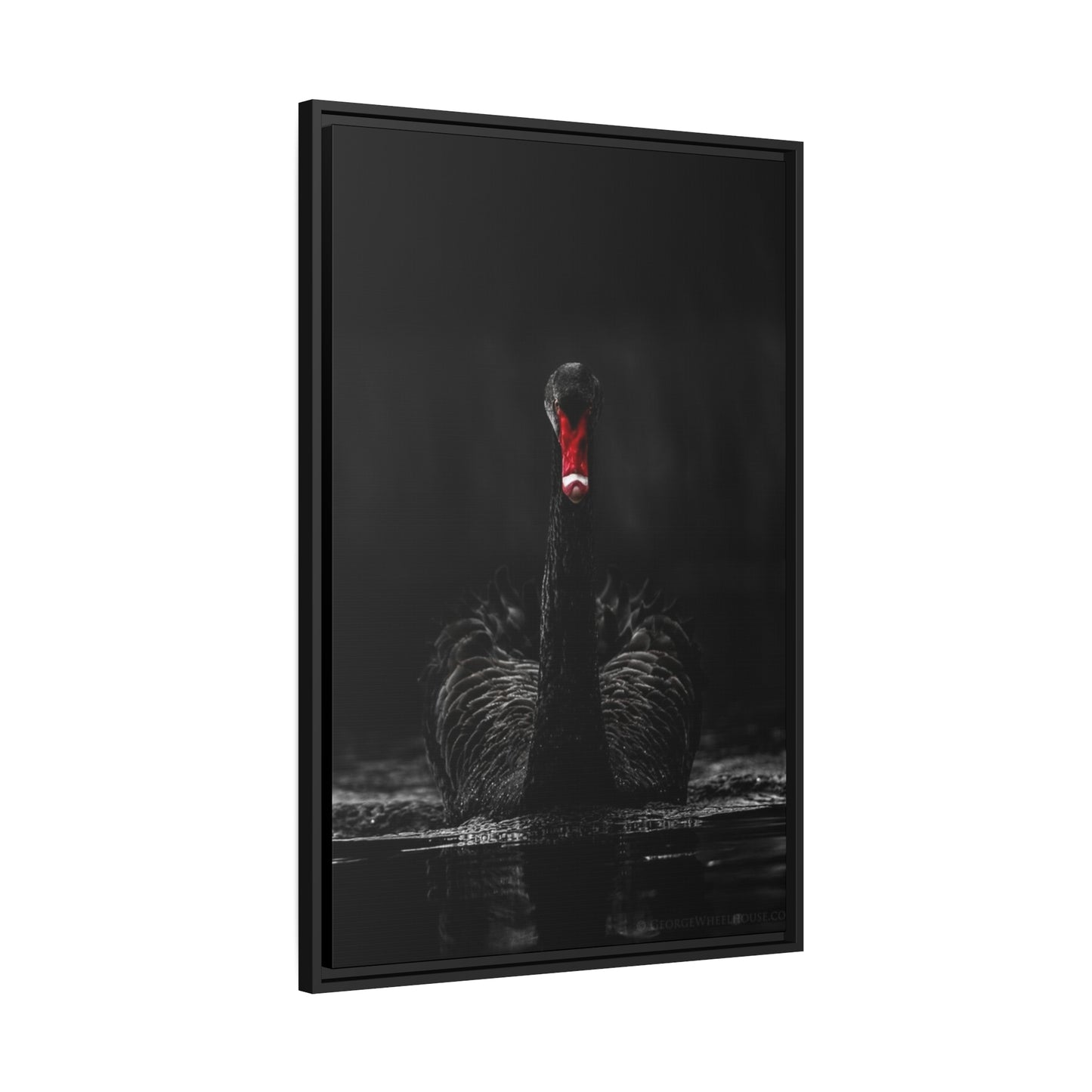 Black Swan Matte Canvas, Black Frame