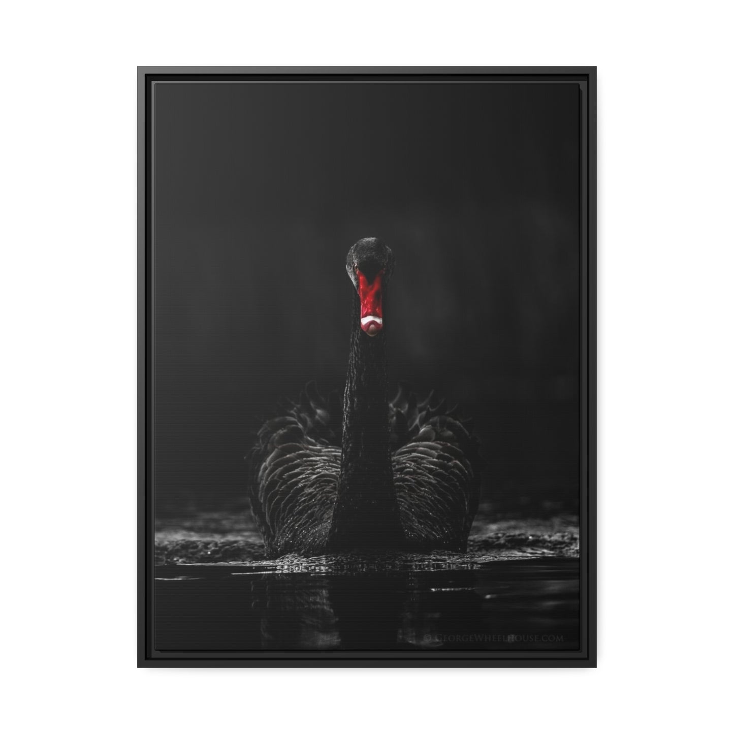 Black Swan Matte Canvas, Black Frame