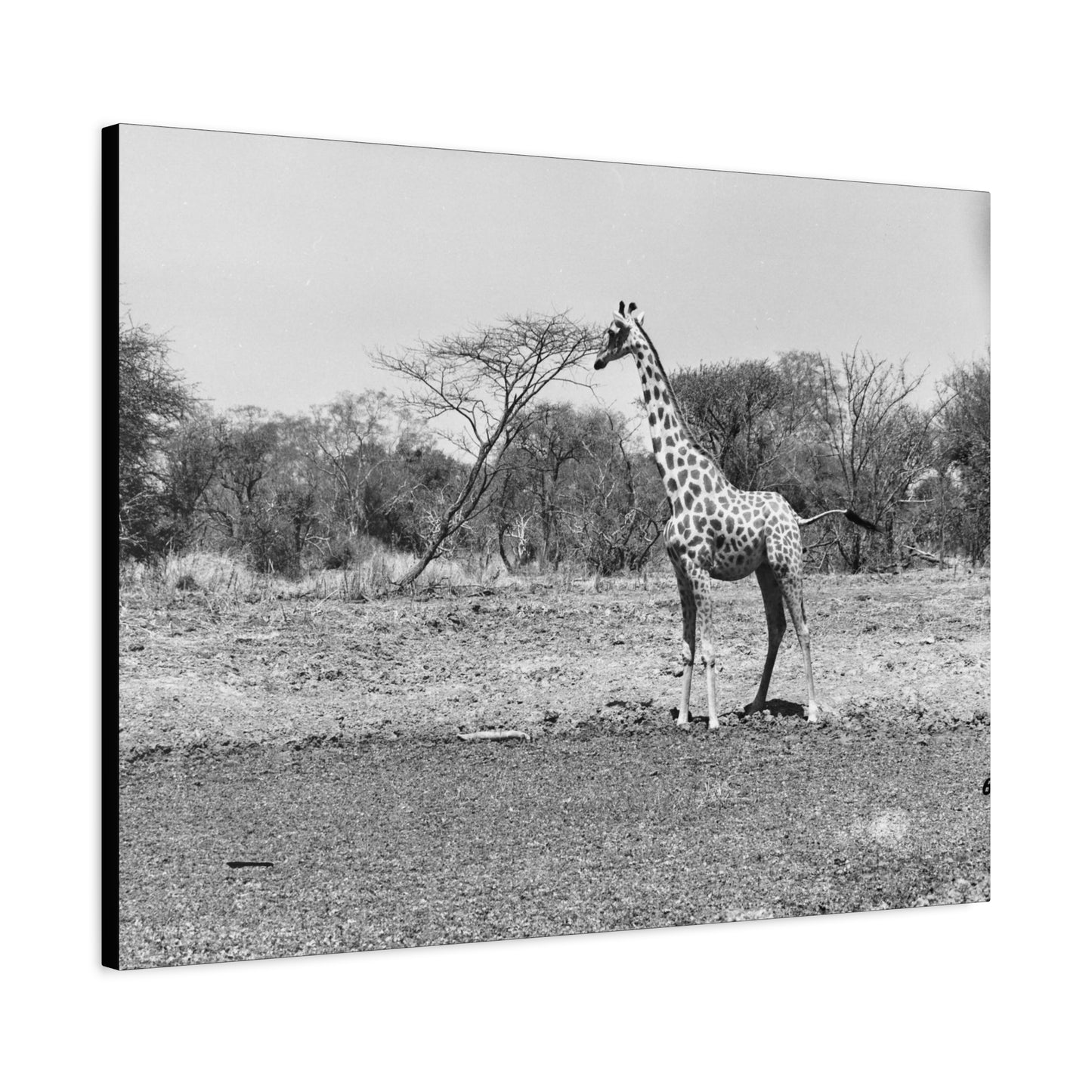 Girafe Matte Canvas, Stretched, 1.25"