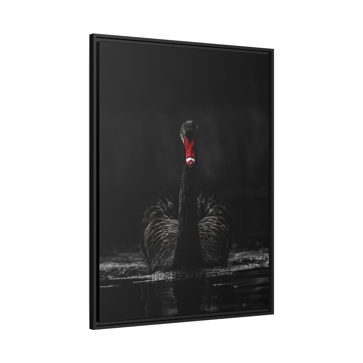 Black Swan Matte Canvas, Black Frame