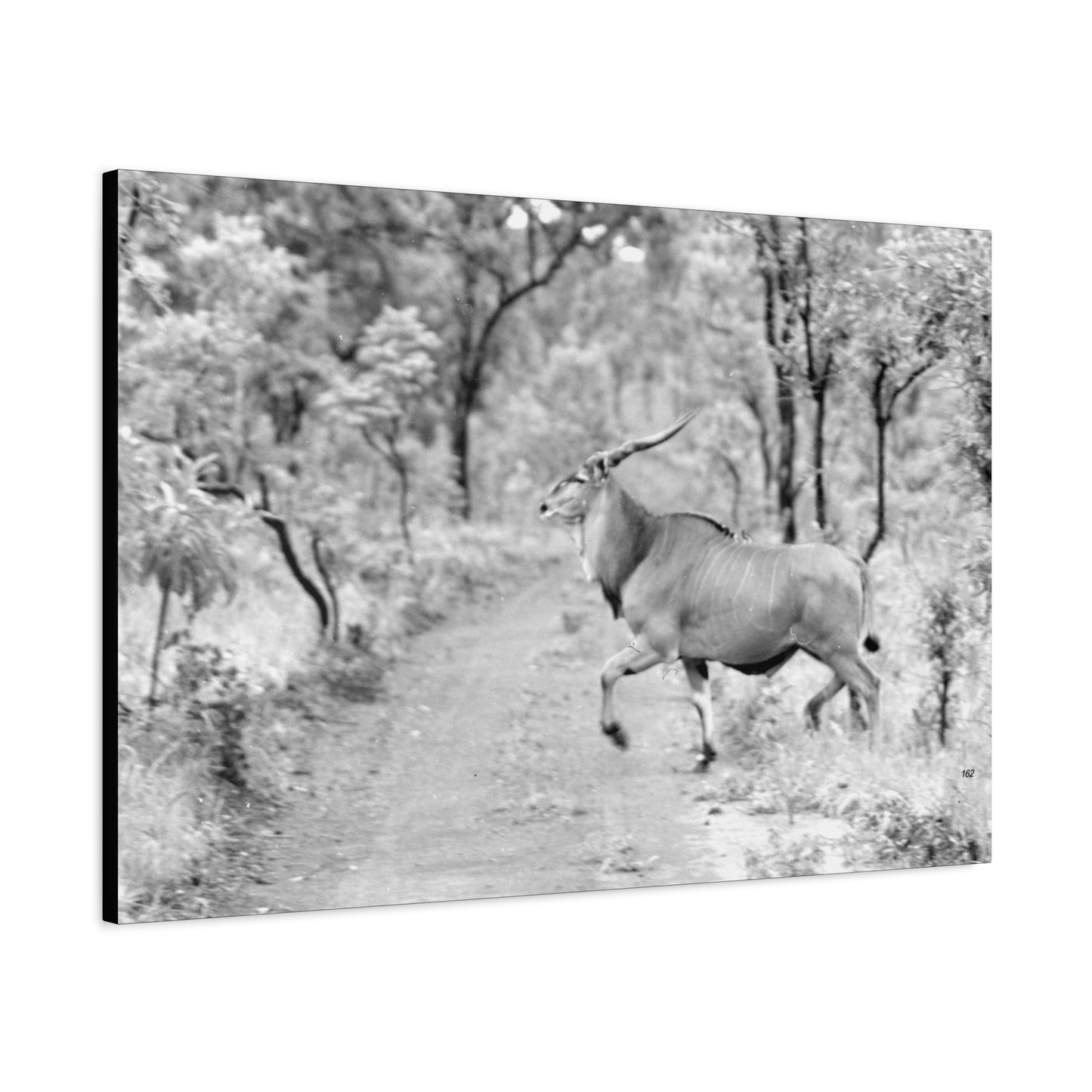 Elk Matte Canvas, Stretched, 1.25"