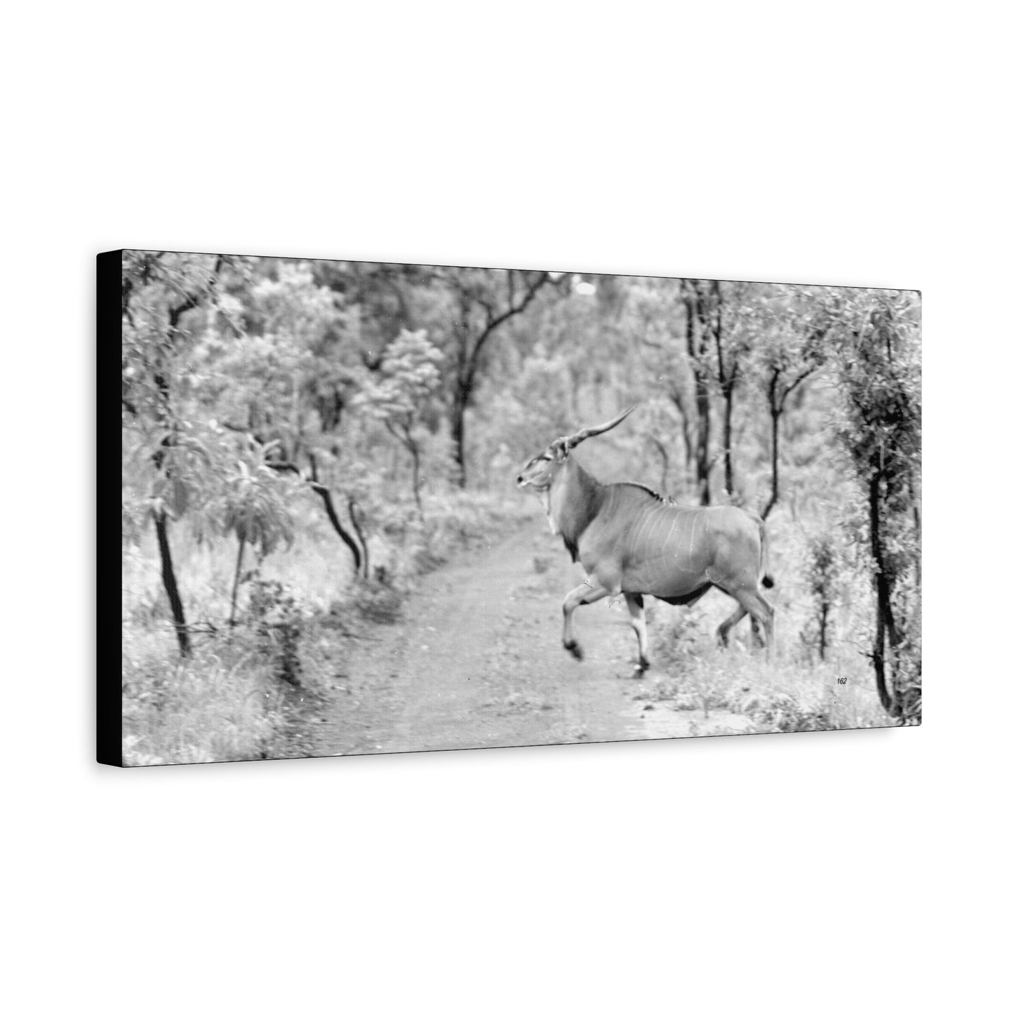 Elk Matte Canvas, Stretched, 1.25"