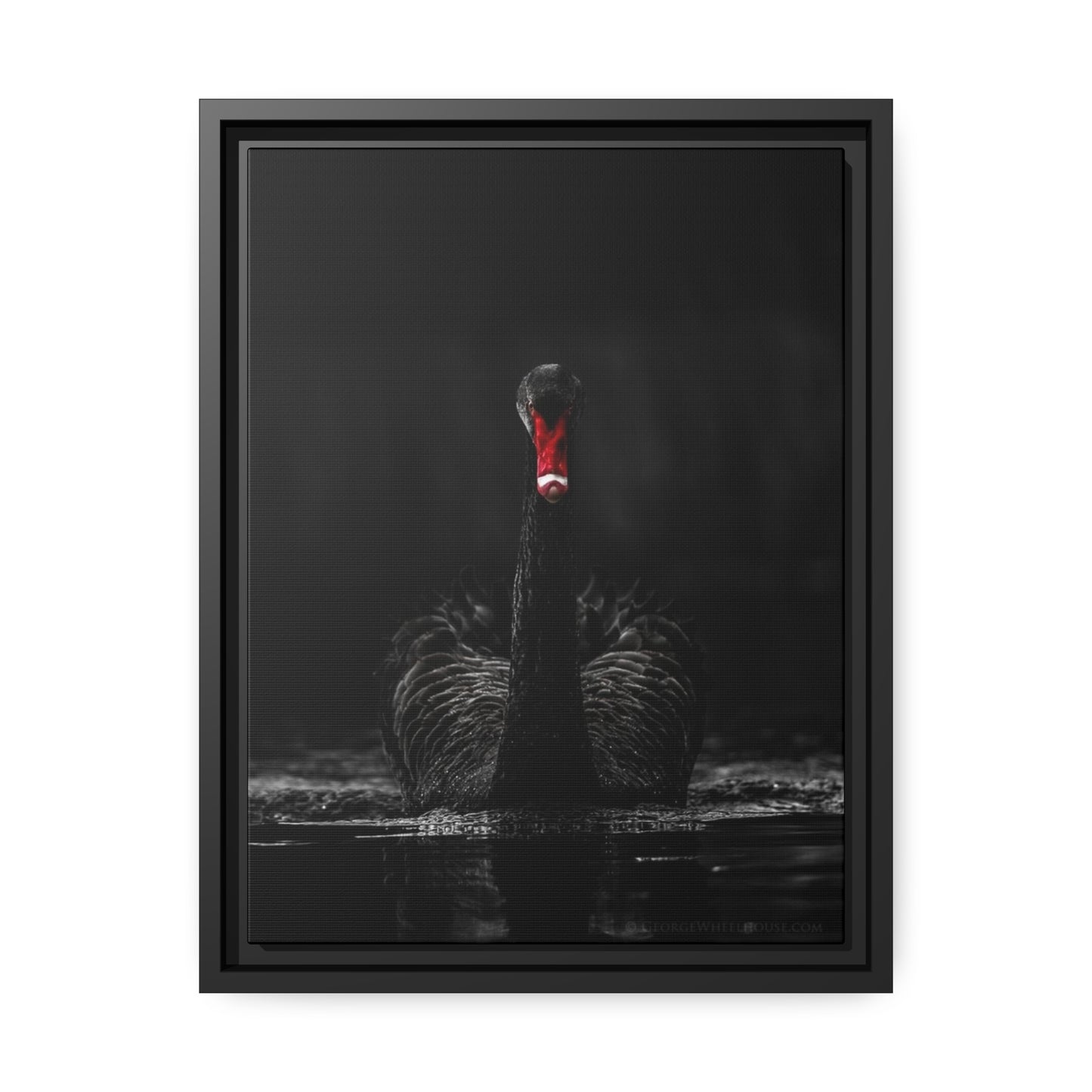 Black Swan Matte Canvas, Black Frame