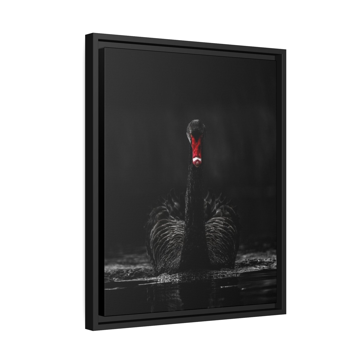 Black Swan Matte Canvas, Black Frame