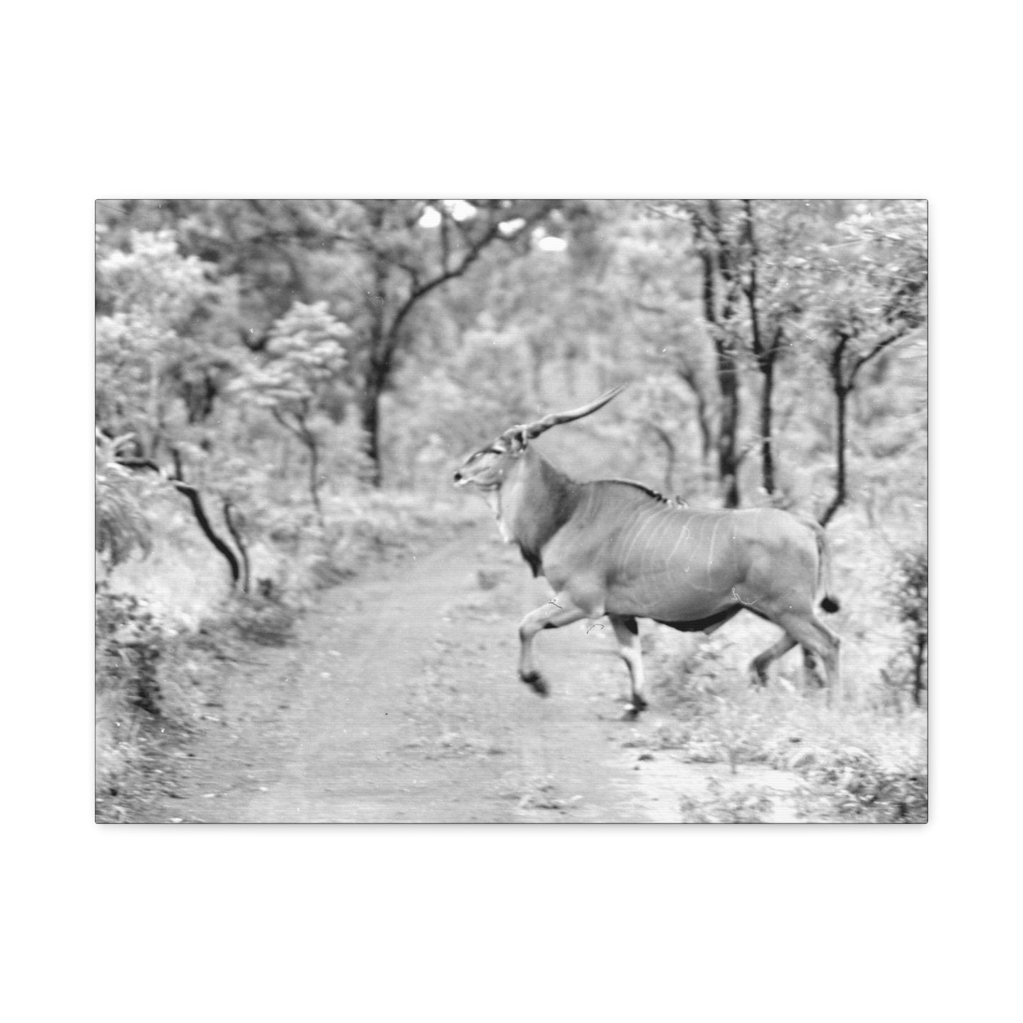 Elk Matte Canvas, Stretched, 1.25"