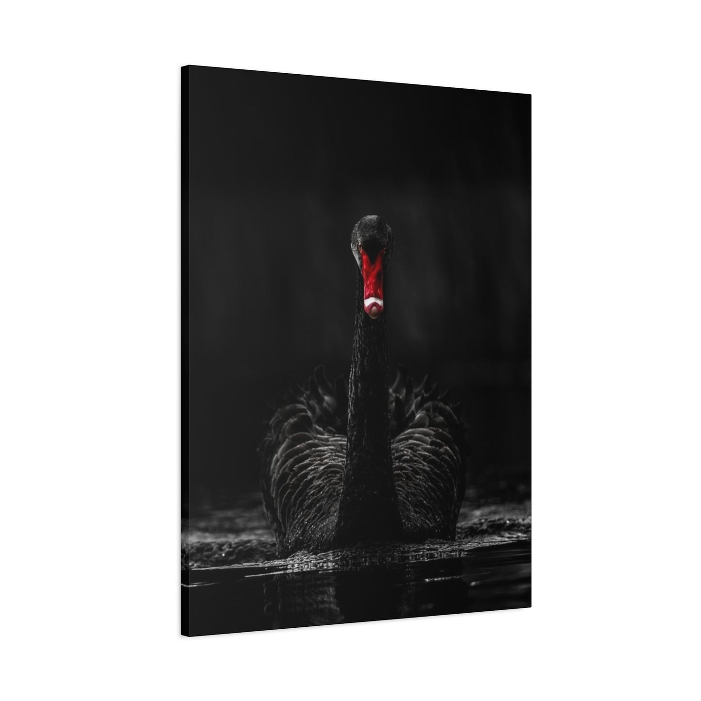 Black Swan Matte Canvas, Stretched, 1.25"