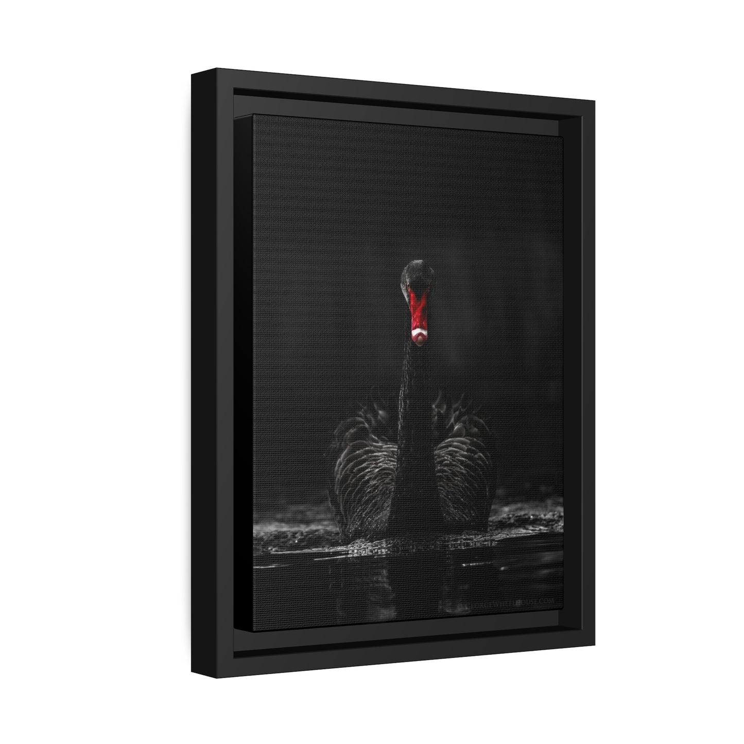 Black Swan Matte Canvas, Black Frame