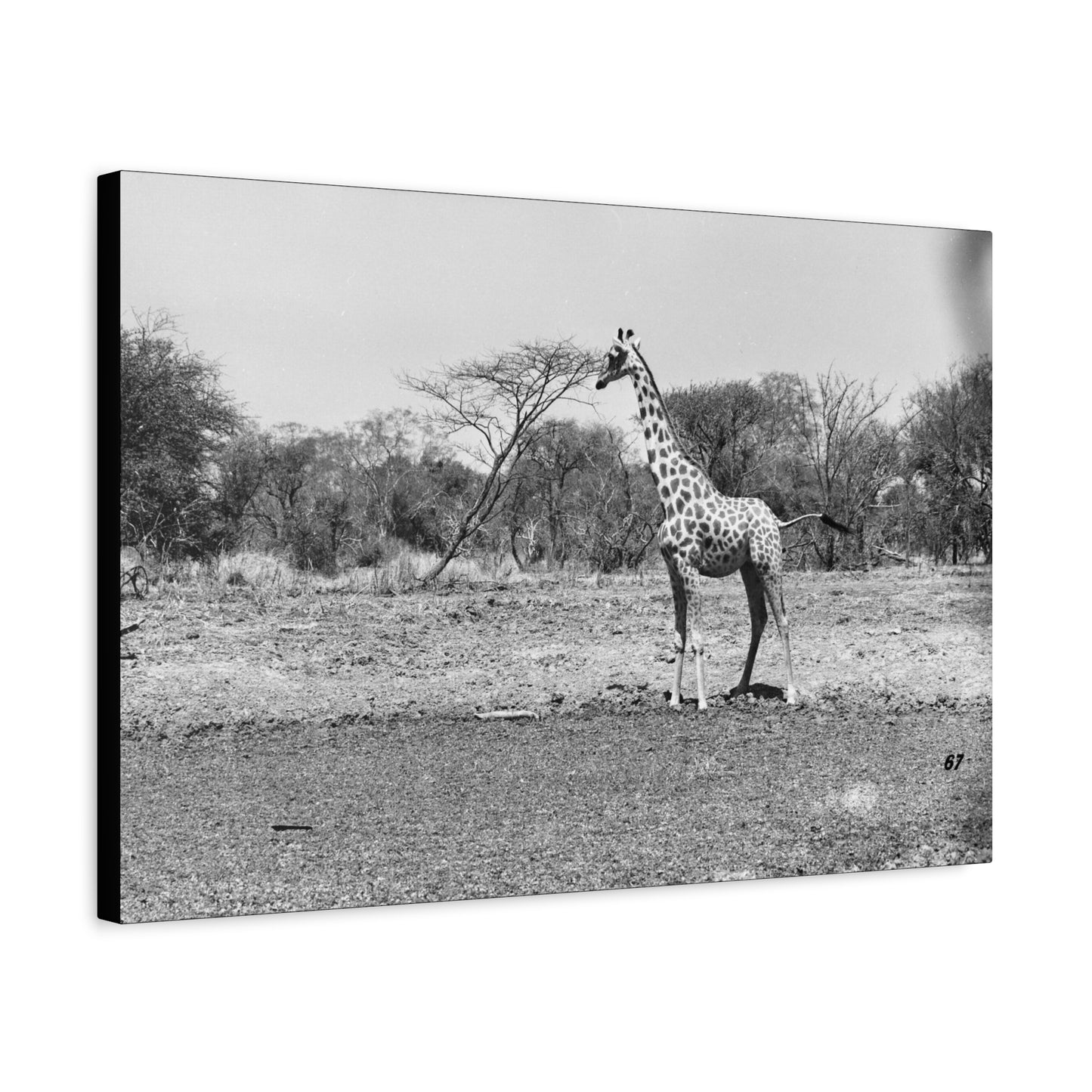 Girafe Matte Canvas, Stretched, 1.25"