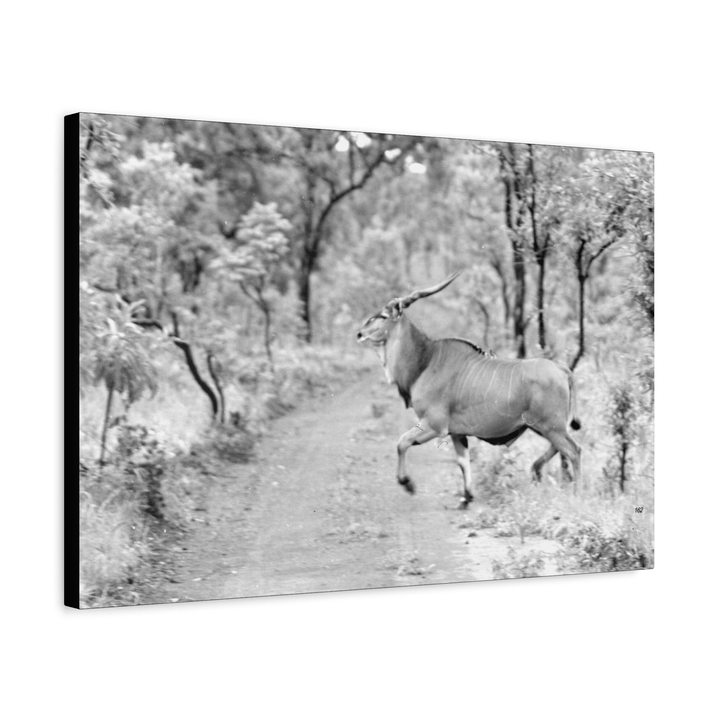 Elk Matte Canvas, Stretched, 1.25"