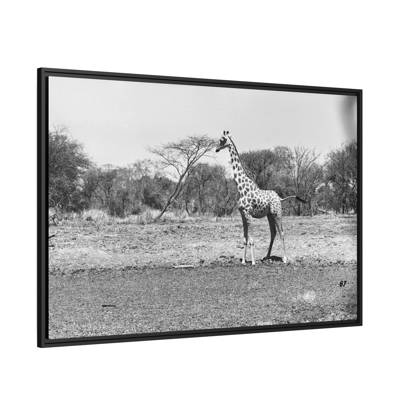 Girafe Waza Matte Canvas, Black Frame